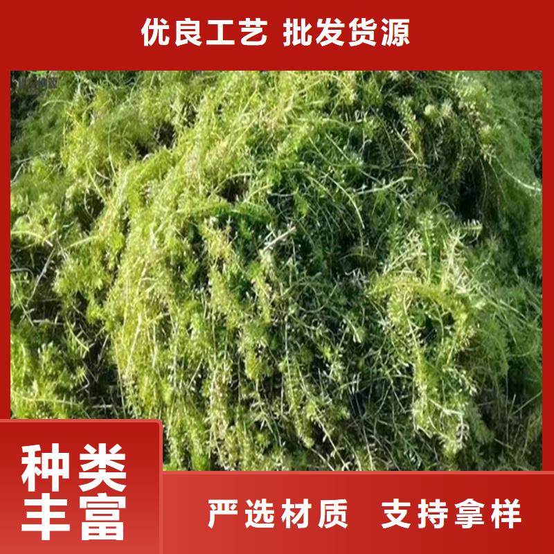 大茨藻廠家-更專業(yè)