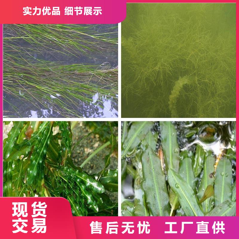 苦草-熱線開通中