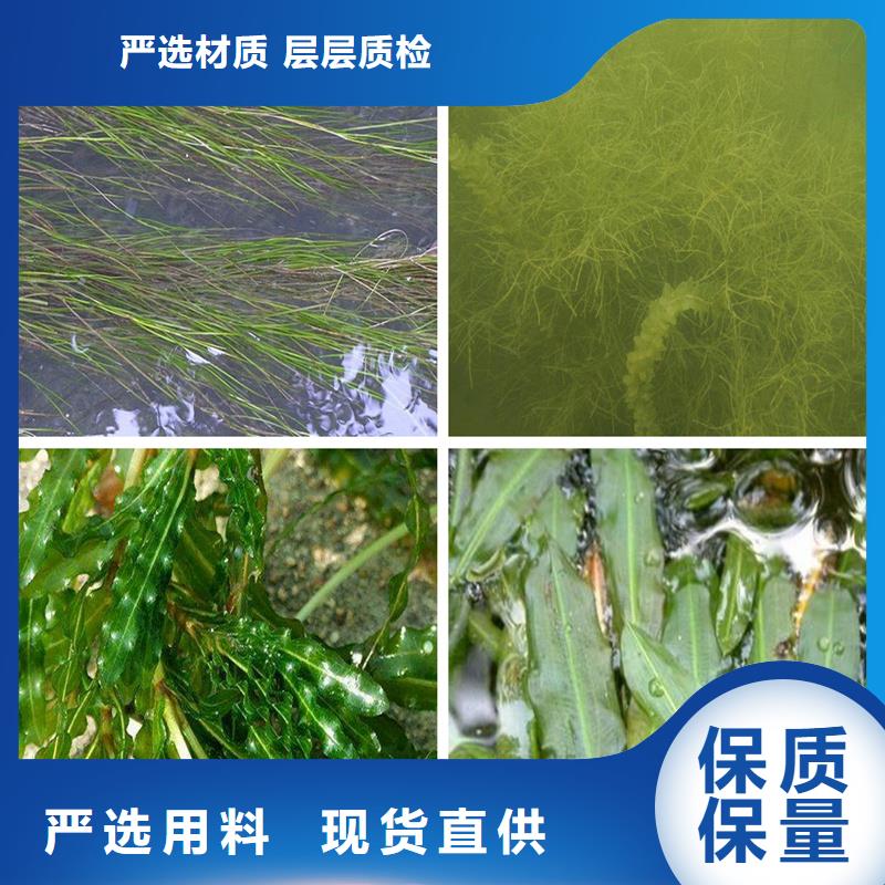 小茨藻廠家報(bào)價(jià)