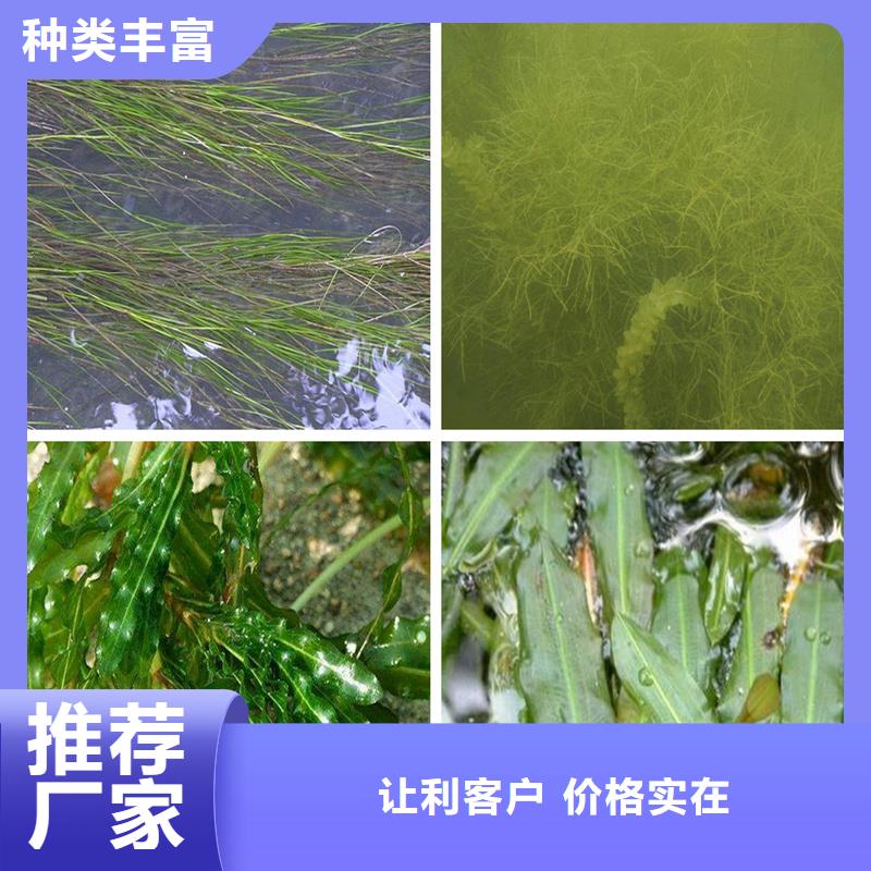 規(guī)格全的小茨藻實體廠家