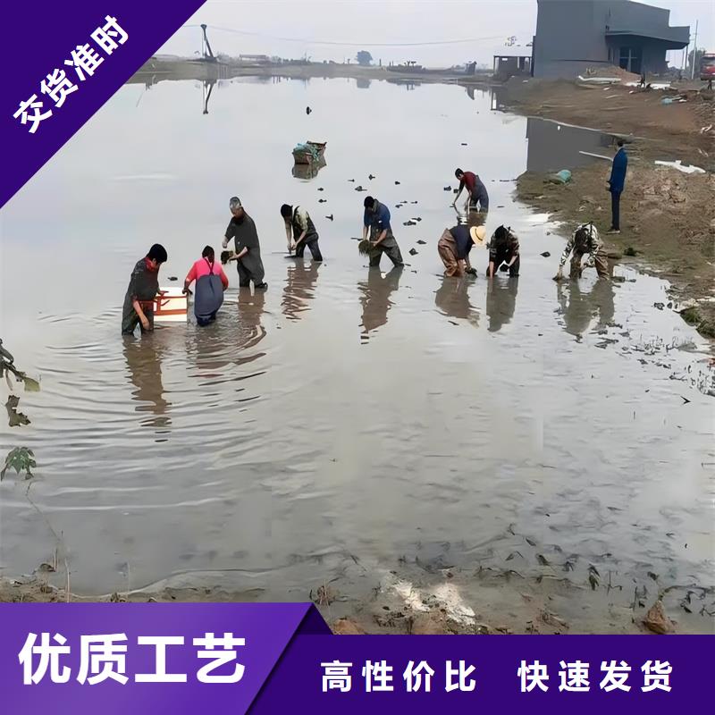 大茨藻廠家-更專業(yè)