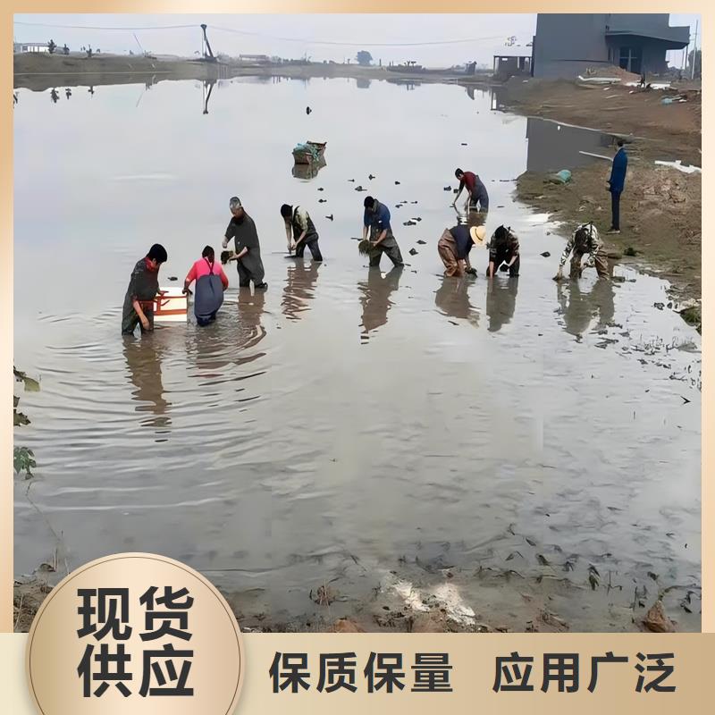 找金魚藻生產廠家