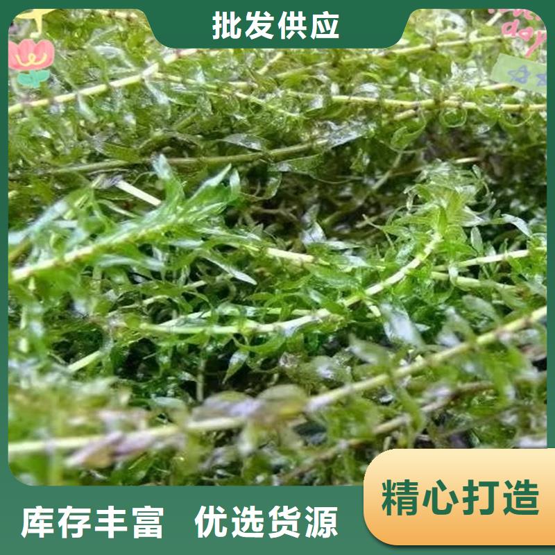 定制苦草_優(yōu)質(zhì)廠家