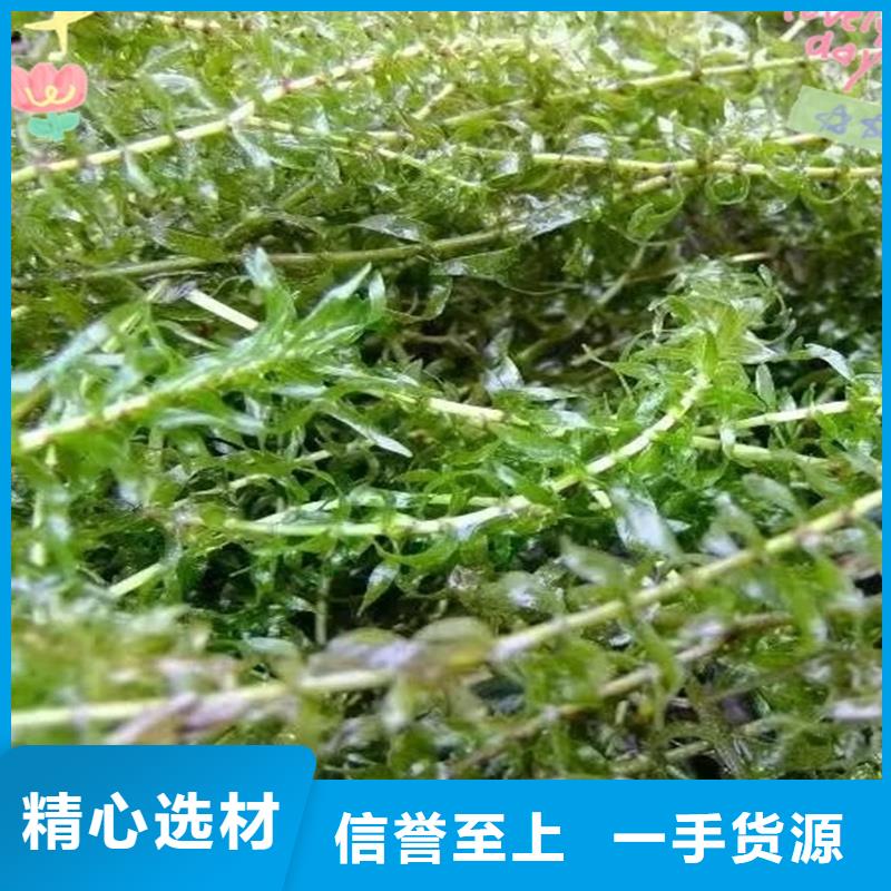 找金魚藻生產廠家