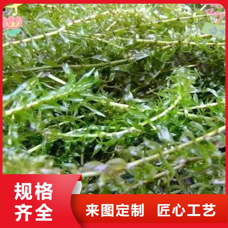 規(guī)格全的小茨藻實體廠家