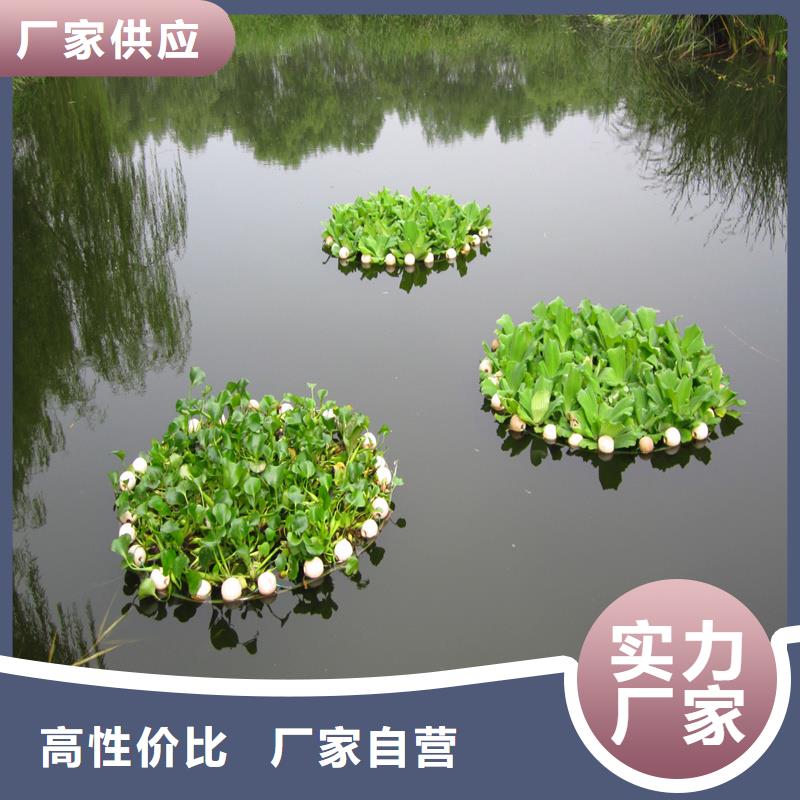 微齒眼子菜-來(lái)電洽談