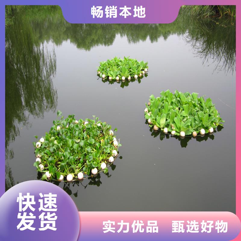 現(xiàn)貨供應龍須眼子菜_品牌廠家