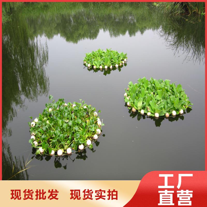 小茨藻優(yōu)點