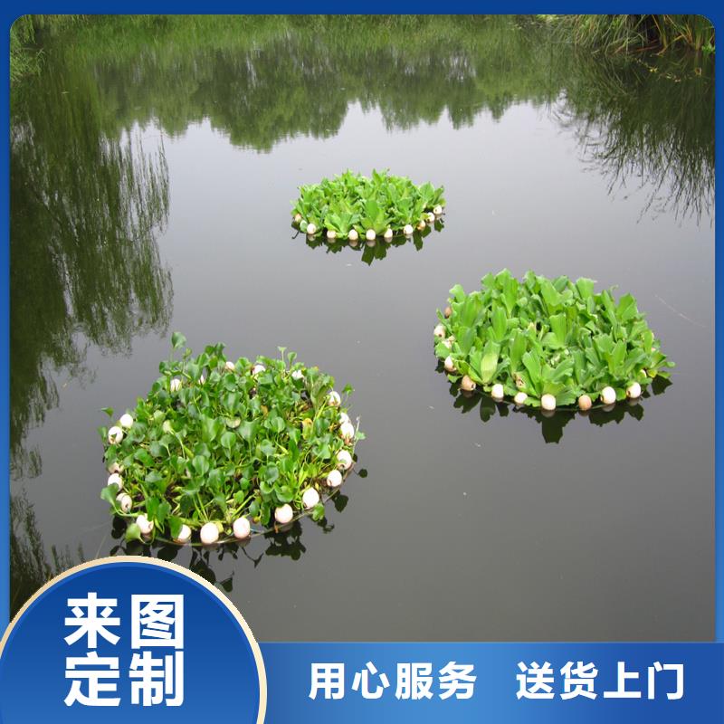 批發(fā)馬來(lái)眼子菜_優(yōu)質(zhì)廠家