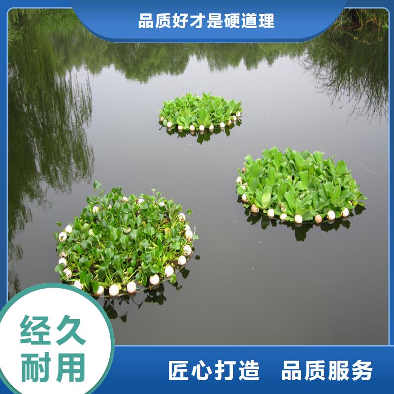 小茨藻廠家報(bào)價(jià)