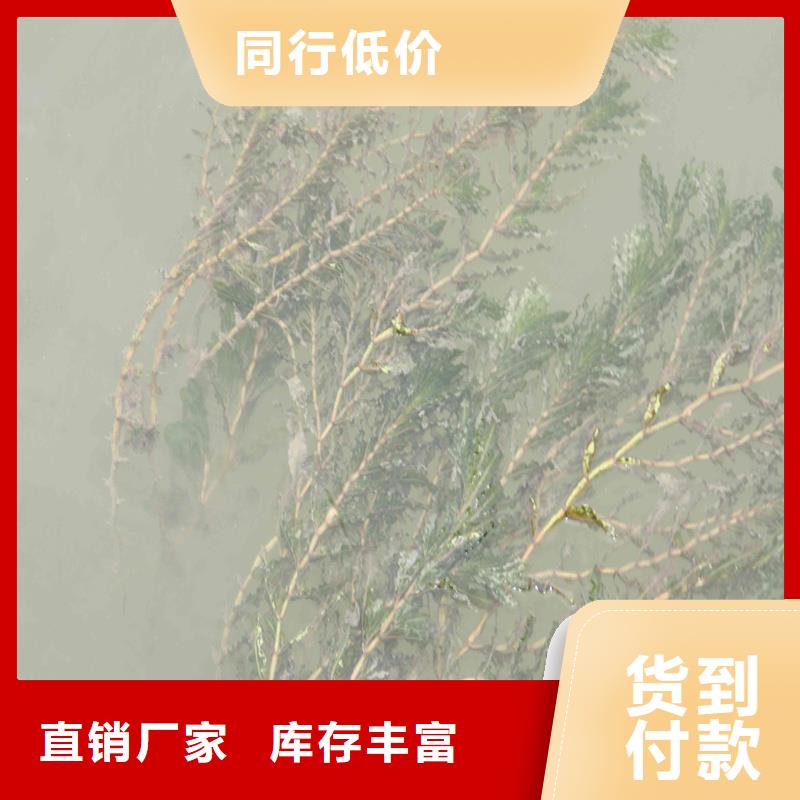 小茨藻優(yōu)點