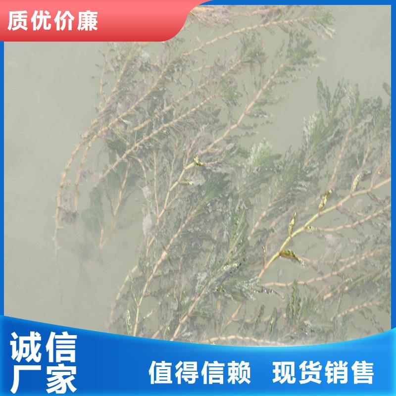 批發(fā)馬來(lái)眼子菜_優(yōu)質(zhì)廠家