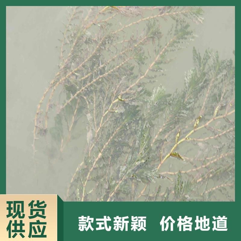 誠信的菹草廠家