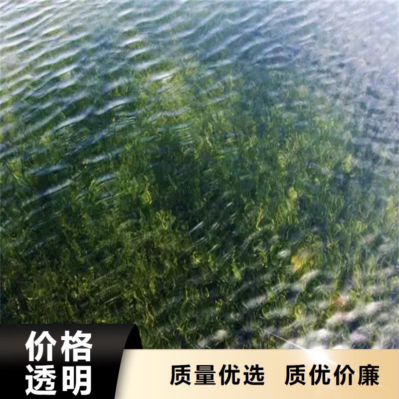 定做水生植物廠家
