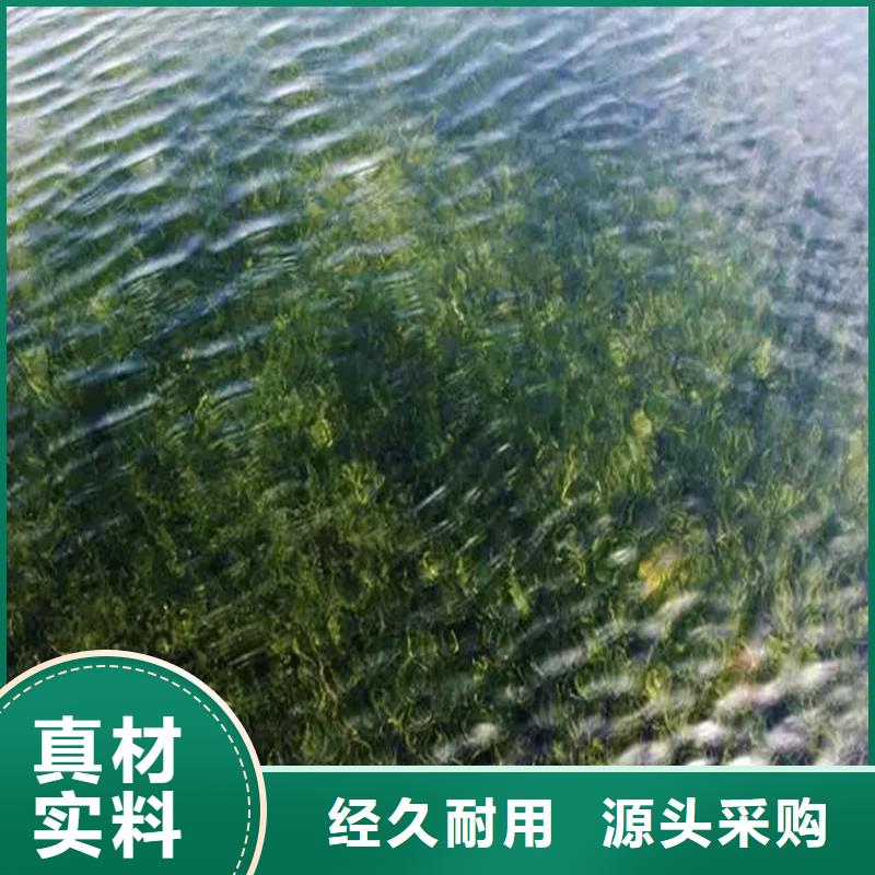 龍須眼子菜廠家現(xiàn)貨批發(fā)