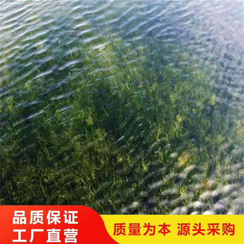 大茨藻實業(yè)廠家