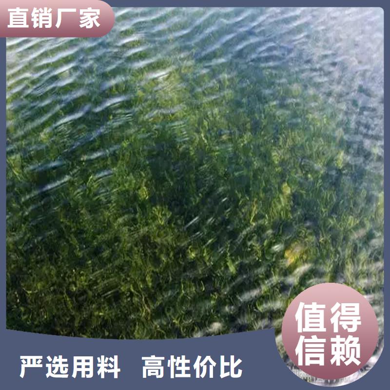 大茨藻廠家-性價比高