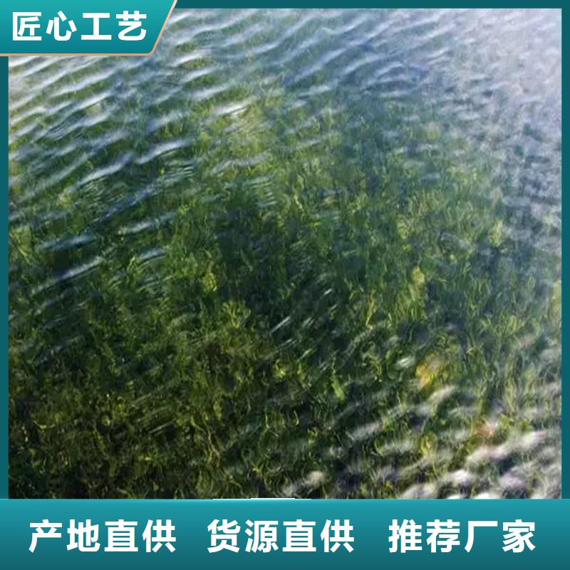 微齒眼子菜-來(lái)電洽談