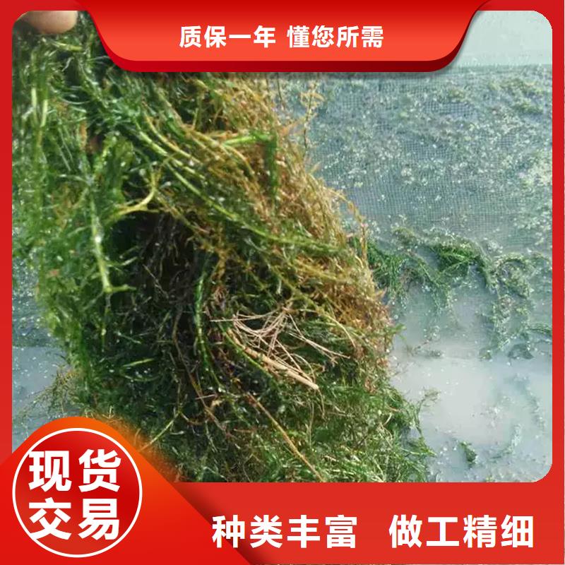 規(guī)格全的小茨藻實體廠家