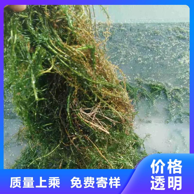 沉水植物-沉水植物質(zhì)量?jī)?yōu)