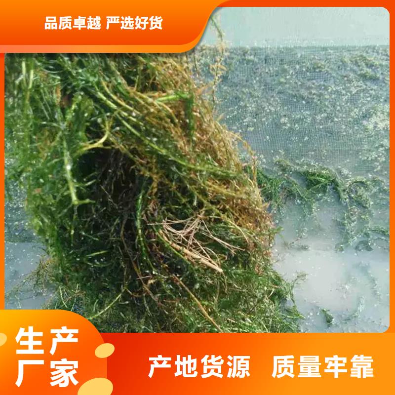定制苦草_優(yōu)質(zhì)廠(chǎng)家