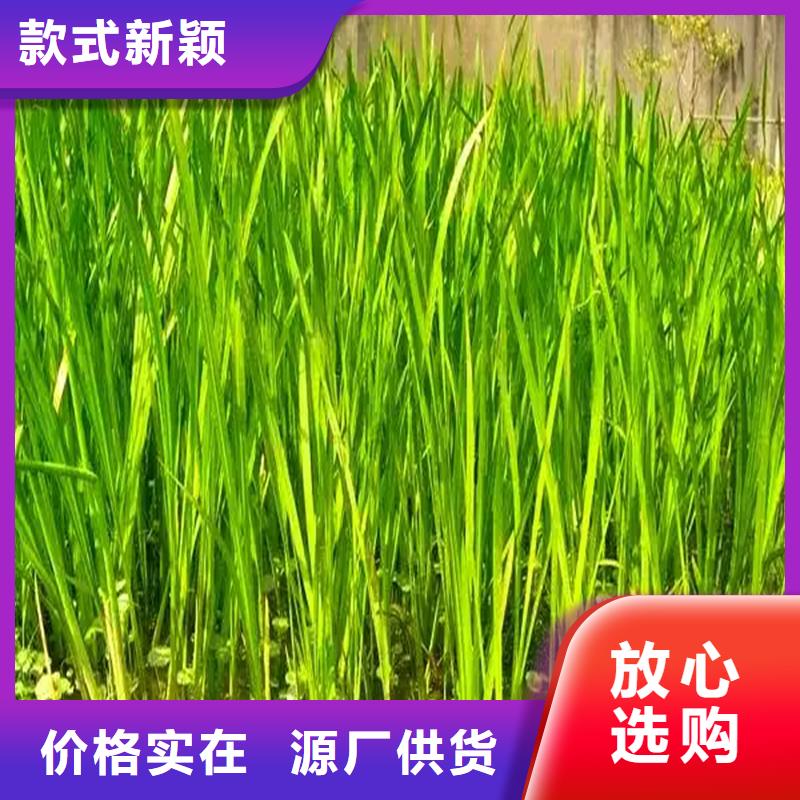 定制苦草_優(yōu)質(zhì)廠(chǎng)家