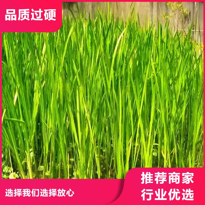 規(guī)格全的小茨藻實體廠家