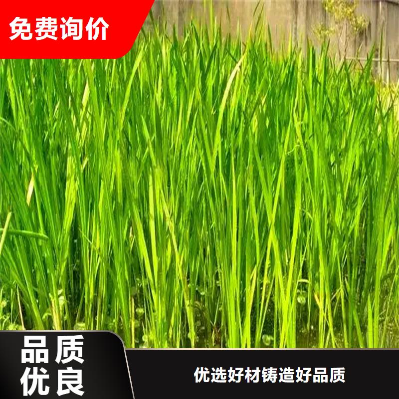 苦草-熱線開通中