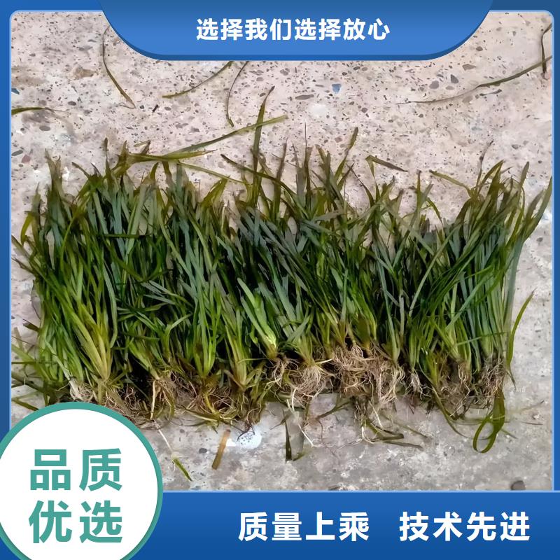 優(yōu)選:沉水植物廠家