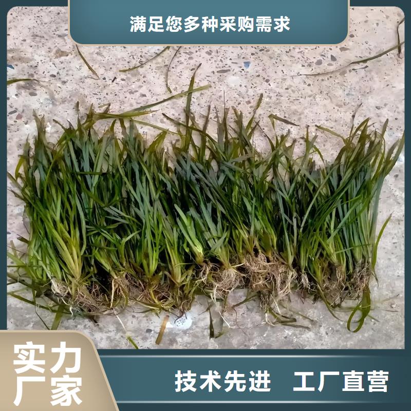 歡迎來訪-小茨藻廠家