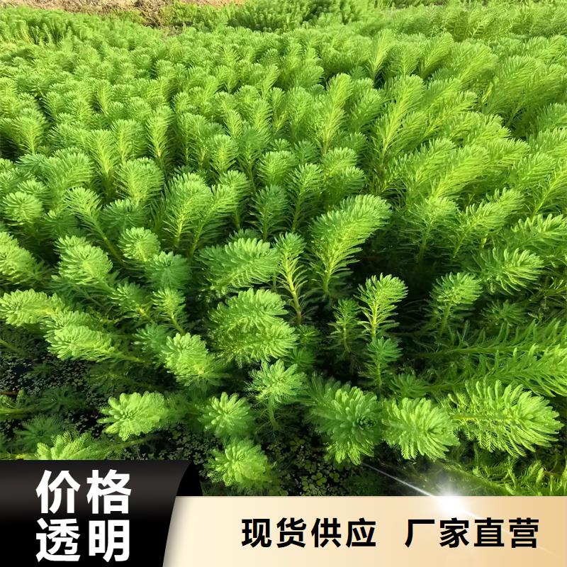 定做水生植物廠家