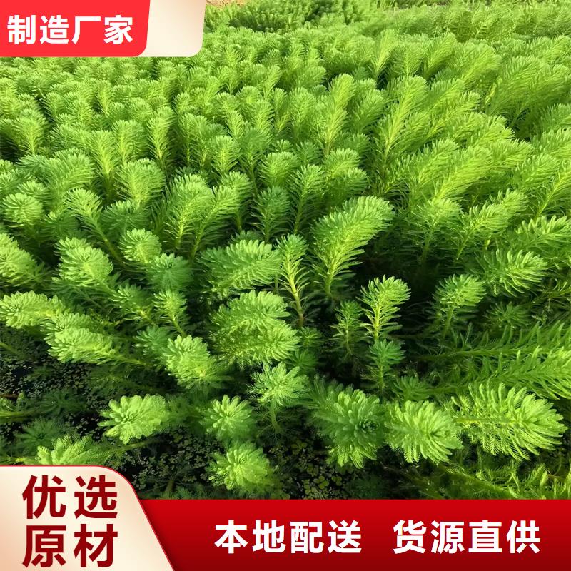 輪葉黑藻優(yōu)良品質(zhì)