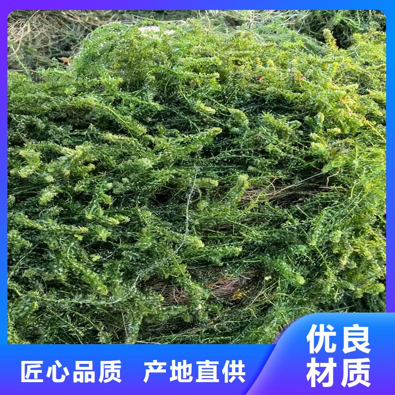 靠譜的黑藻經(jīng)銷商