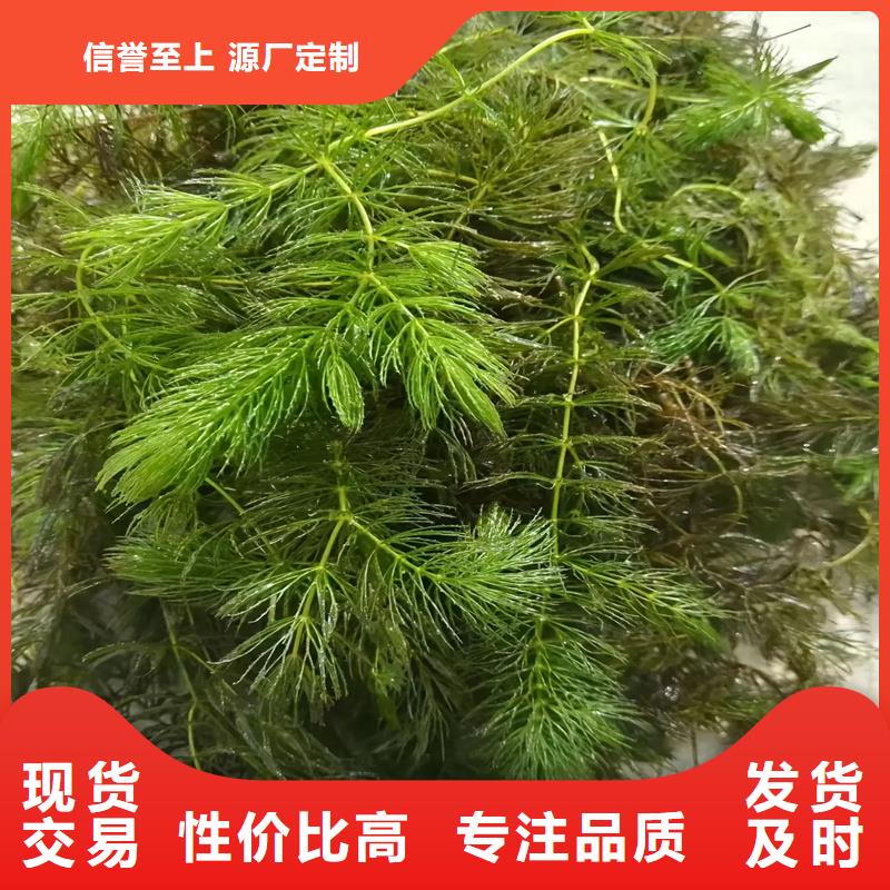 靠譜的黑藻經(jīng)銷商