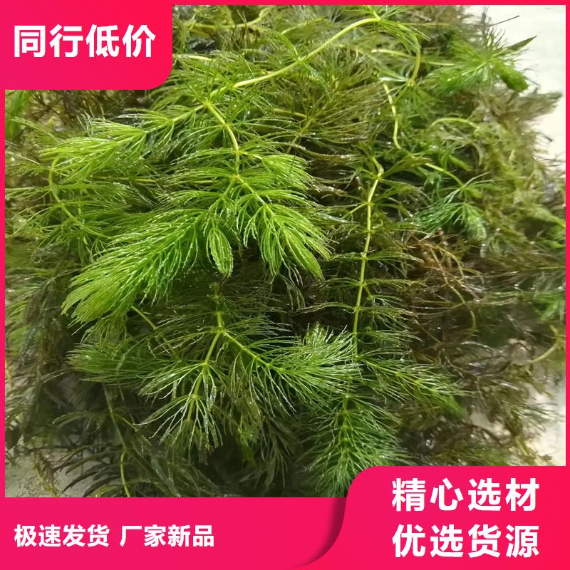歡迎來訪-小茨藻廠家
