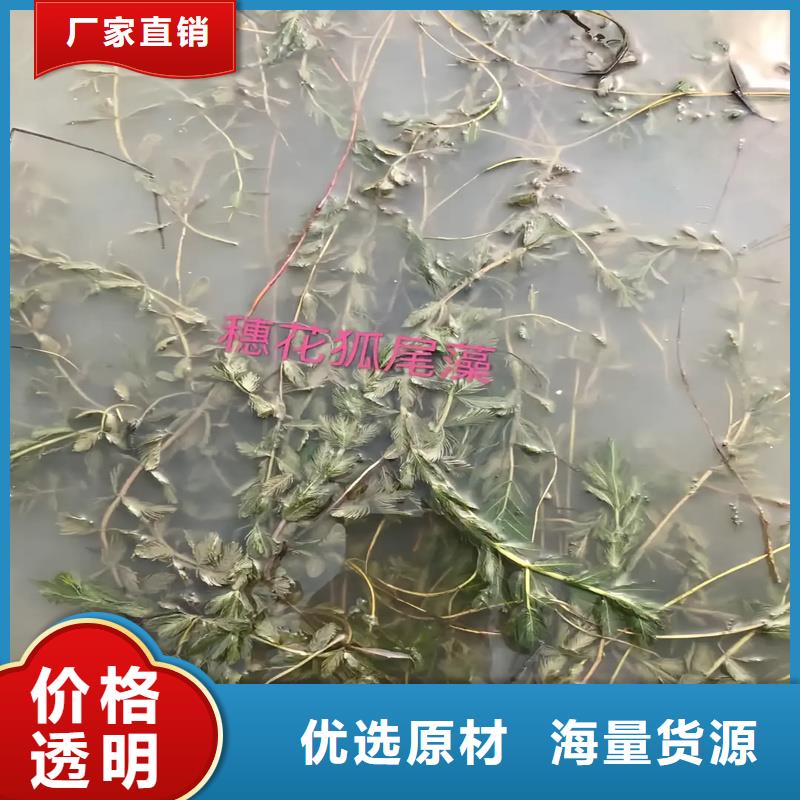 靠譜的黑藻經(jīng)銷商