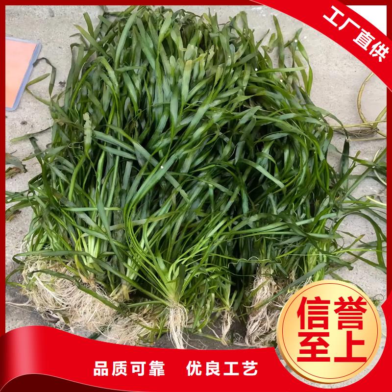 角果藻-看百家不如一問(wèn)