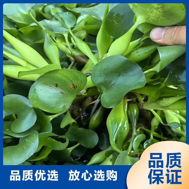 定做水生植物廠家