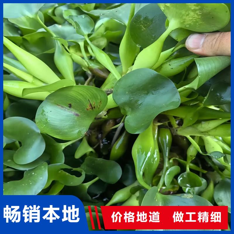 龍須眼子菜價格公道