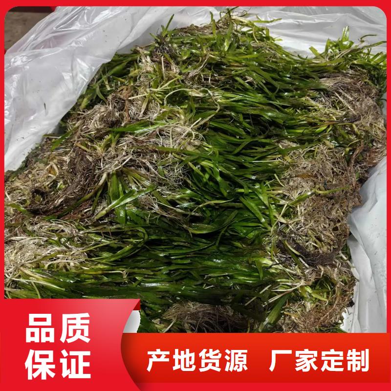 專業(yè)銷售沉水植物-全國配送