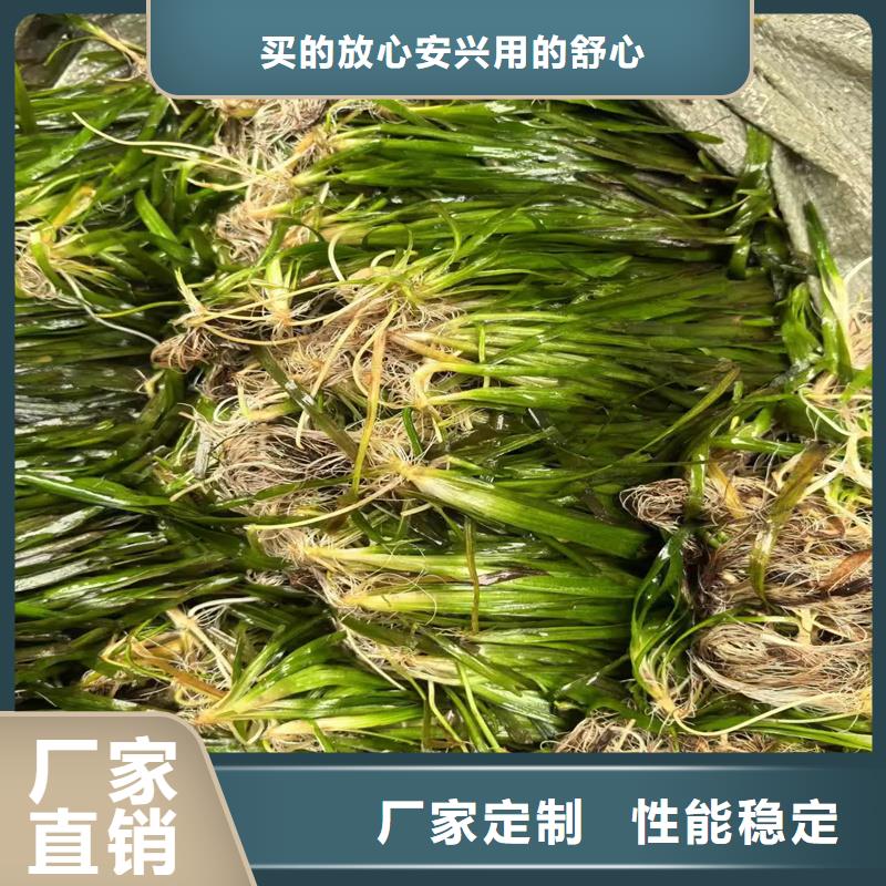 優(yōu)選:沉水植物廠家
