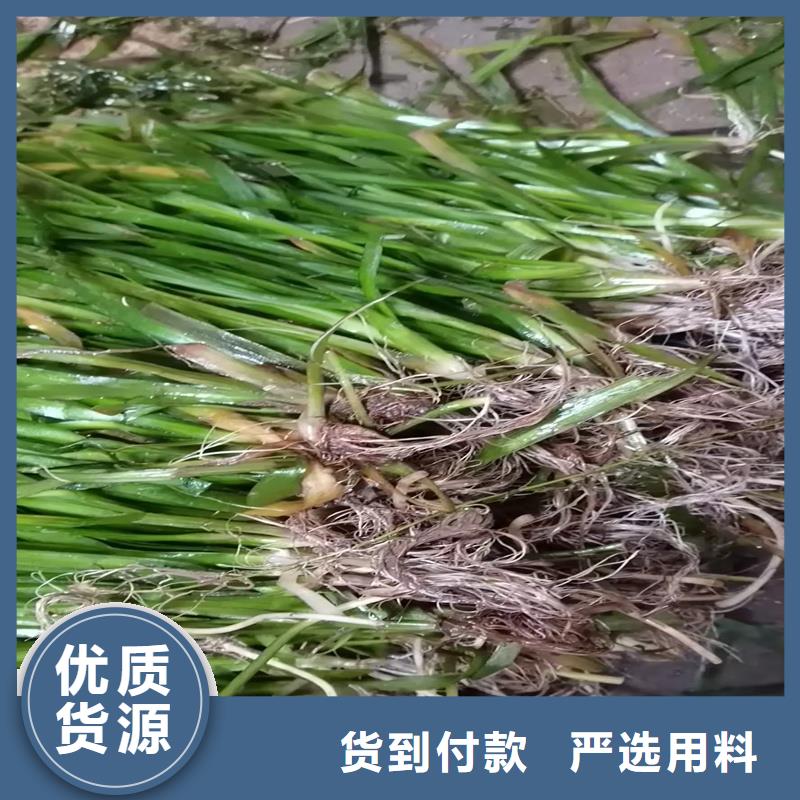 苦草品牌:荷景園林綠化工程有限公司