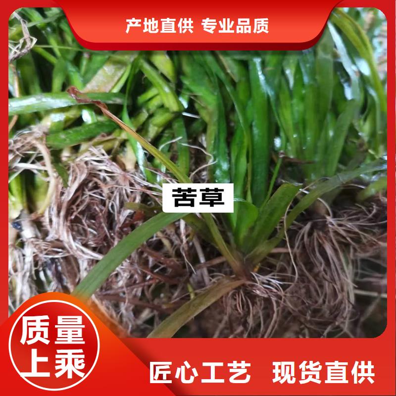 馬來眼子菜生產(chǎn)