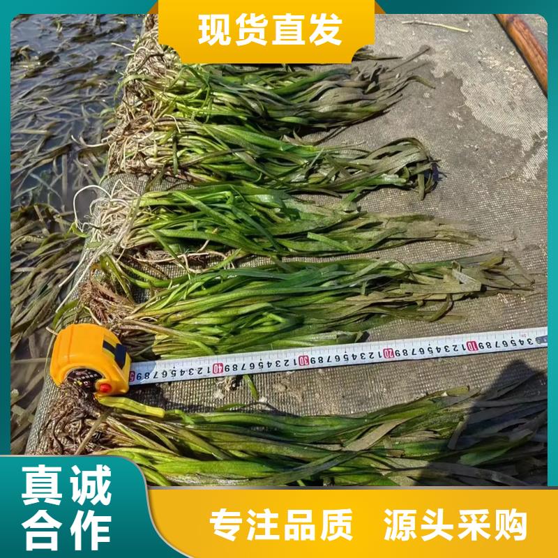 定制矮生耐寒苦草_誠信企業(yè)