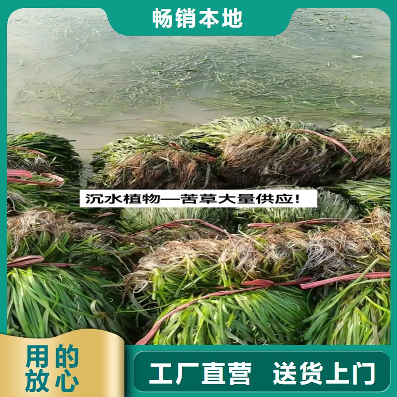 大茨藻定制廠家