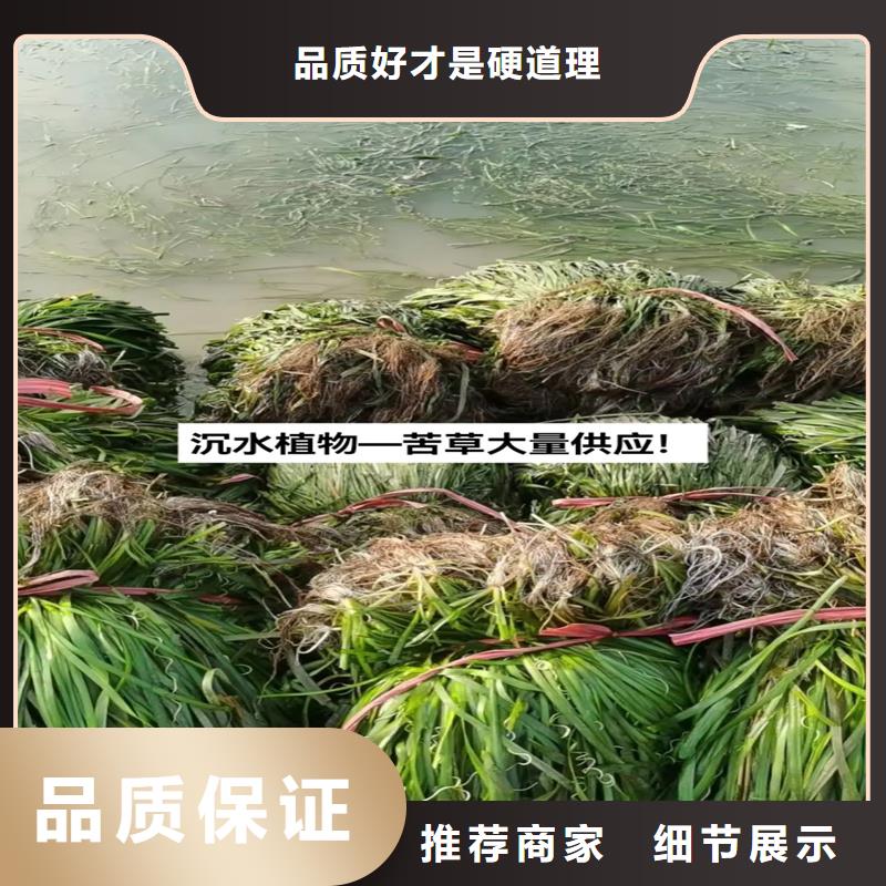 伊樂(lè)藻一手報(bào)價(jià)