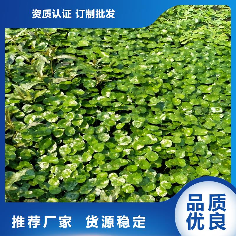 龍須眼子菜價格公道