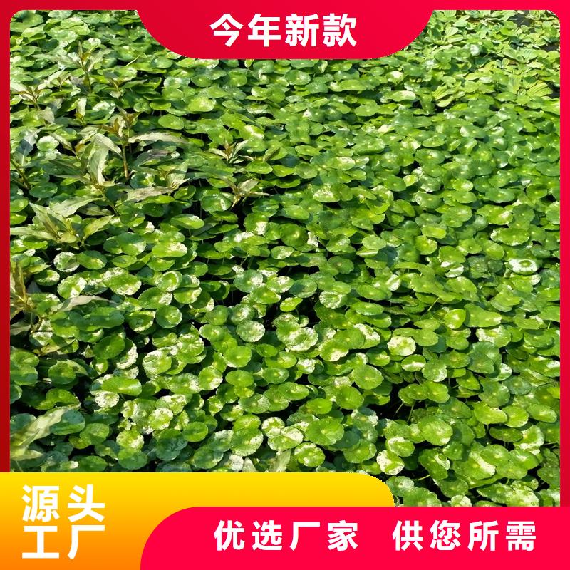 水面治理性價比高