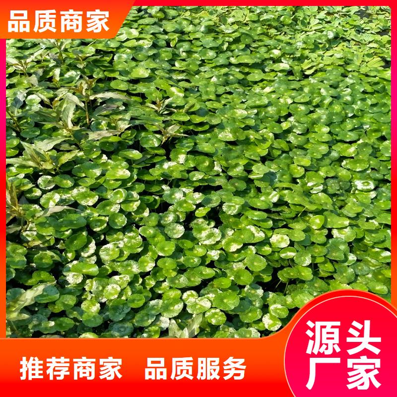 性價比高的金魚藻生產(chǎn)廠家