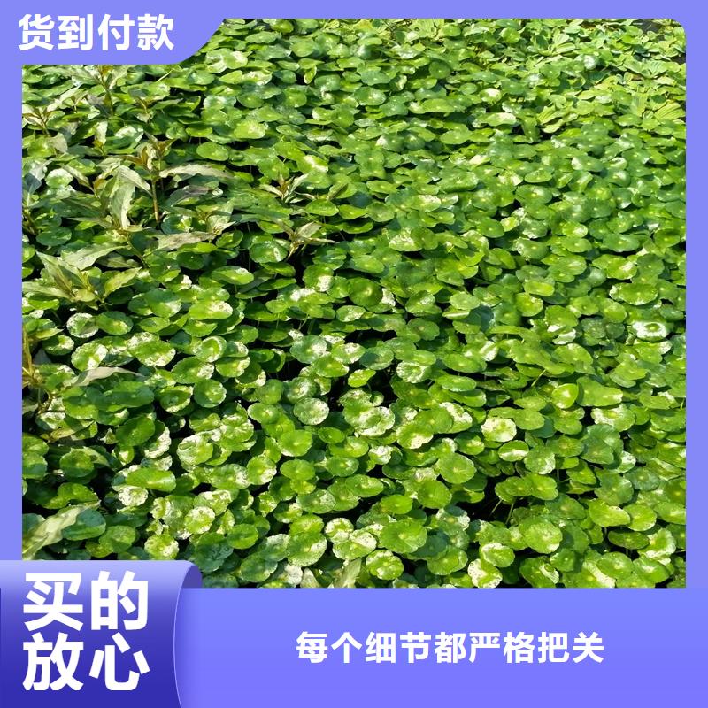 【篦齒眼子菜】_價(jià)格_廠家